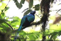 Quetzal Selvatura
 - Costa Rica