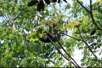        sloth sanctuary three toed eats cecropia 
  - Costa Rica