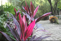 mystery plant walkway
 - Costa Rica