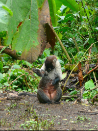        Coatimundi Grooming Santa Elena Reserve Monteverde
  - Costa Rica