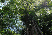 cahuita national park attraction page trees 
 - Costa Rica