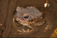 Cane Toad Body Inside The Water Tortuguero
 - Costa Rica