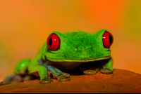 red eye green tree frog playa nicueza 
 - Costa Rica