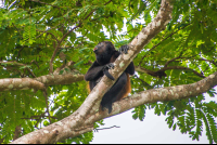 Howler Monkey On Tree Top
 - Costa Rica