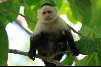 cahuita national park attraction page capuchin 
 - Costa Rica