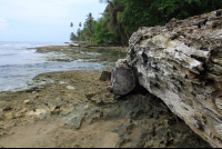 playa chiquita coast driftwood 
 - Costa Rica