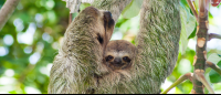        manuel antonio destination three toed sloth 
  - Costa Rica