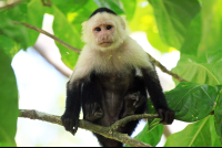 cahuita national park snorkeling hiking tour capuchin 
 - Costa Rica