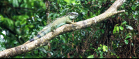 tortuguero national park attraction green iguana 
 - Costa Rica
