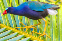Purple Gallinule On Sierpe Mangler
 - Costa Rica