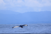 cano island reserve tail 
 - Costa Rica