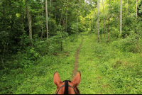 discovery horseback tour secondary forest 
 - Costa Rica