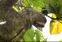 dominical destination hacienda baru three toed sloth 
 - Costa Rica