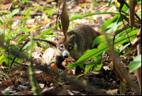 carara national park coati 
 - Costa Rica