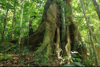 kekoldi reserve tree 
 - Costa Rica