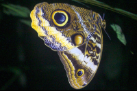 owl butterfly 
 - Costa Rica