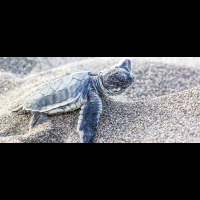 turtle season in tortuguero sand dune 
 - Costa Rica