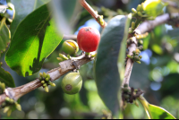 don juan coffee fruit 
 - Costa Rica