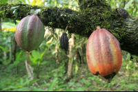 kekoldi reserve cacao fruit 
 - Costa Rica