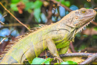 Iguana Close Up Perched On Sierpe Mangler
 - Costa Rica