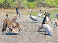        pelicans carara national park 
  - Costa Rica