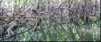 sierpe manglar forest 
 - Costa Rica