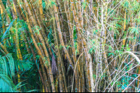 Bambu Tree On The Riverbanks Sierpe Mangler
 - Costa Rica