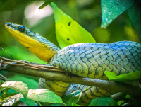 Snake Manuel Antonio National Park
 - Costa Rica