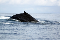 ballena national marine park humpback 
 - Costa Rica