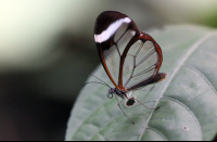 butterfly garden monteverde glass wing butterfly 
 - Costa Rica