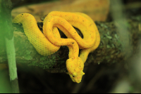 cahuita national park attraction page golden eyelash pal pit viper 
 - Costa Rica