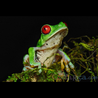 red eyed green tree frog perched on a branch during the night
 - Costa Rica