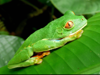 red eye green tree frog tortuguero 
 - Costa Rica