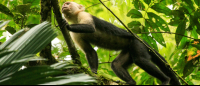 tortuguero national park attraction capuchin 
 - Costa Rica