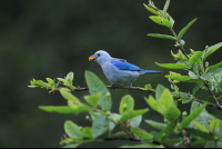 childrens eternal rainforest blue grey tanger san gerardo 
 - Costa Rica
