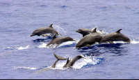 Dolphins Jumping Side View
 - Costa Rica
