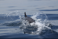 dolphin half submerged 
 - Costa Rica