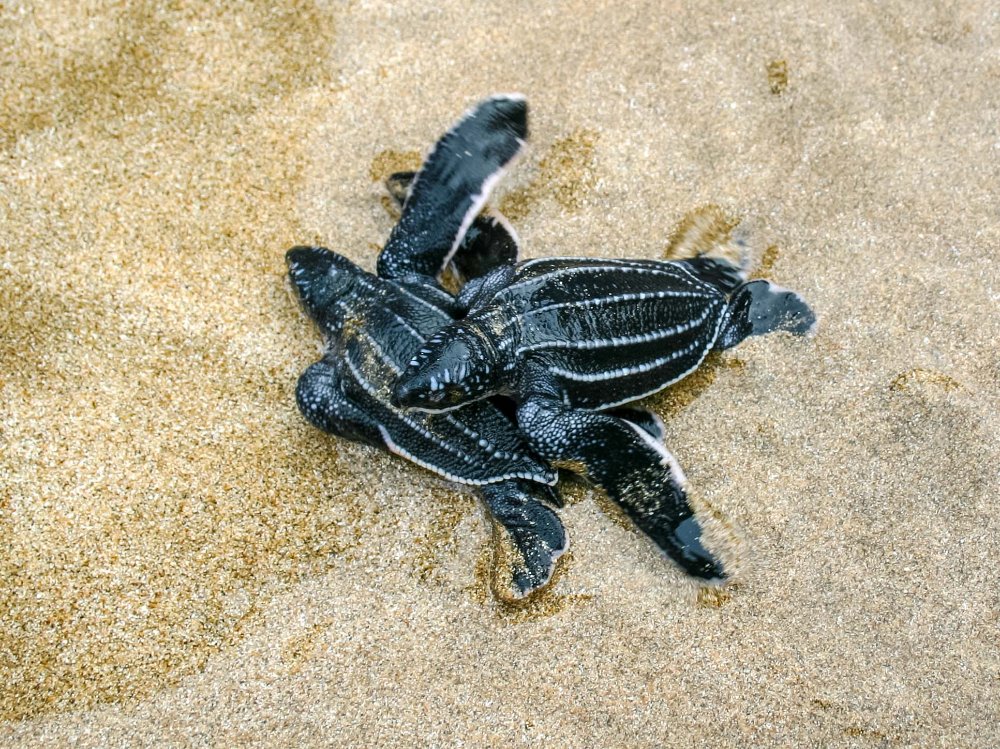 baby leatherback sea turtles playa bonita limon
 - Costa Rica