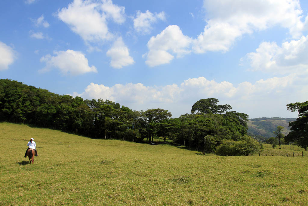 helaconia ranch pasture 
 - Costa Rica