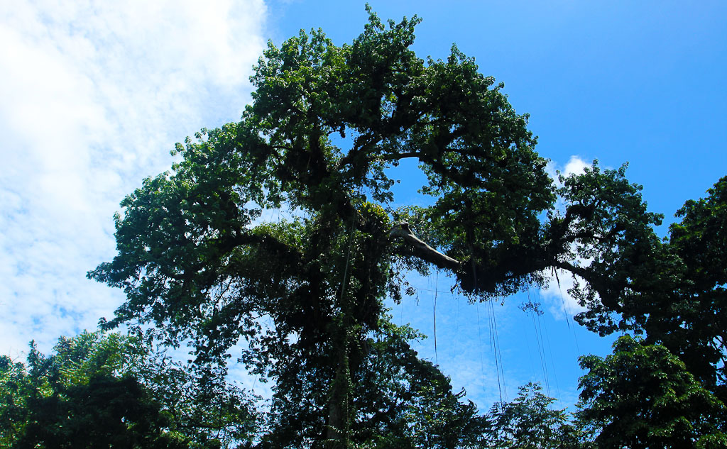 how conservation saved tortuguero blog tall tree 
 - Costa Rica