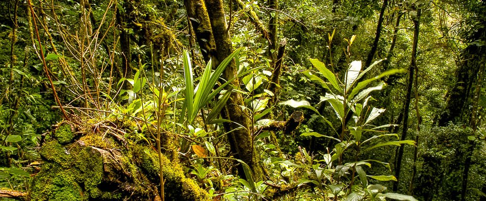 forest monteverde reserve 
 - Costa Rica