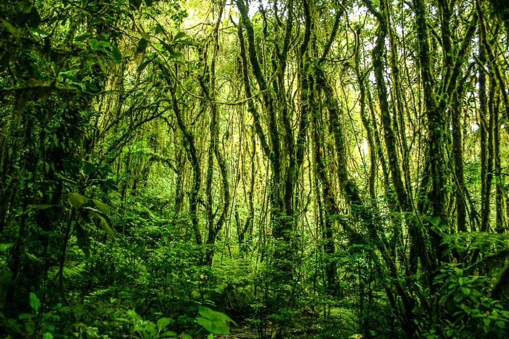 santa elena reserve monteverde 
 - Costa Rica