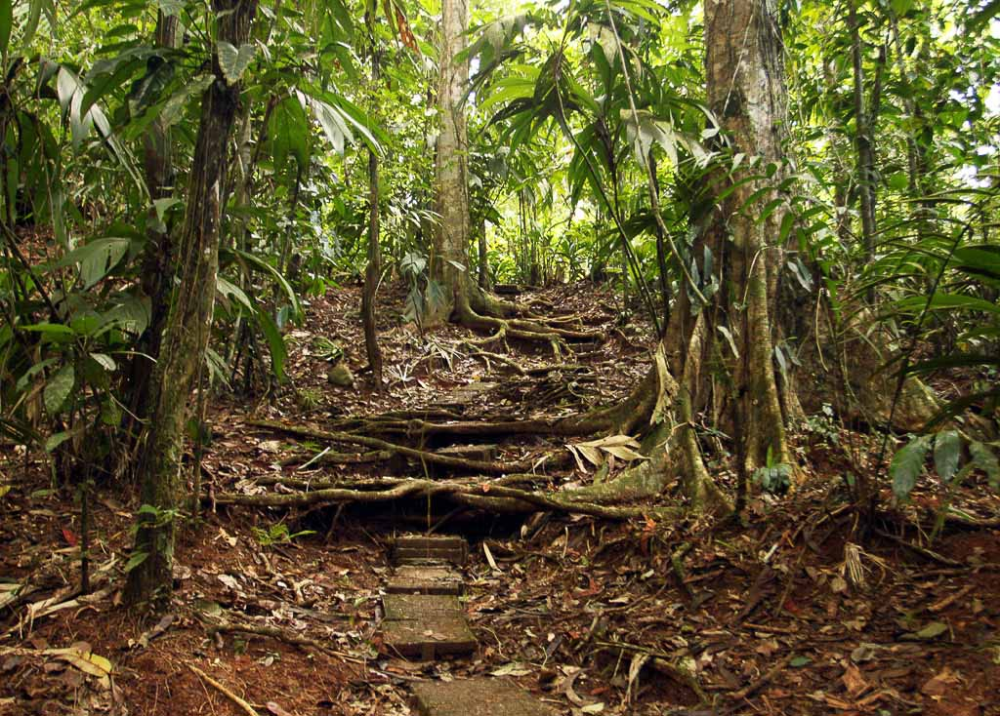 Hiking Costa Rica: La Selva