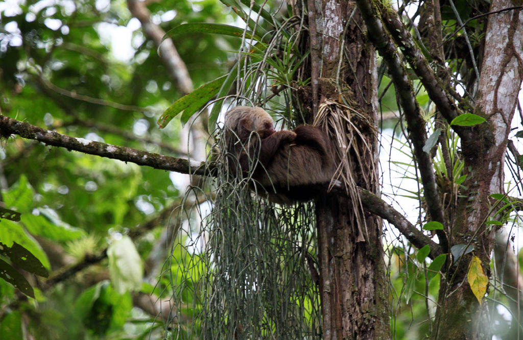la selva two toed sloth
 - Costa Rica