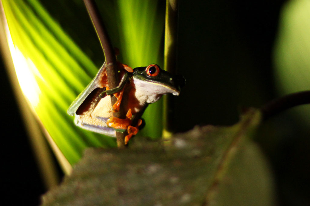 la selva red eyed tree frog
 - Costa Rica