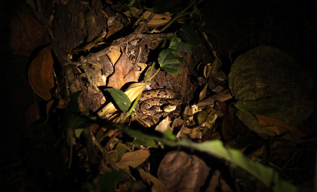 la selva fer de lance snake
 - Costa Rica
