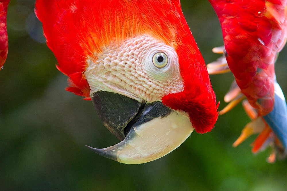 scarlet macaw ara macaw
 - Costa Rica