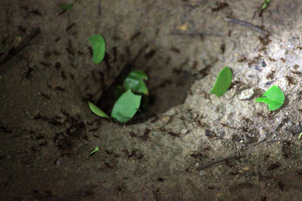        santamaria night hike leaf cutter ants 
  - Costa Rica