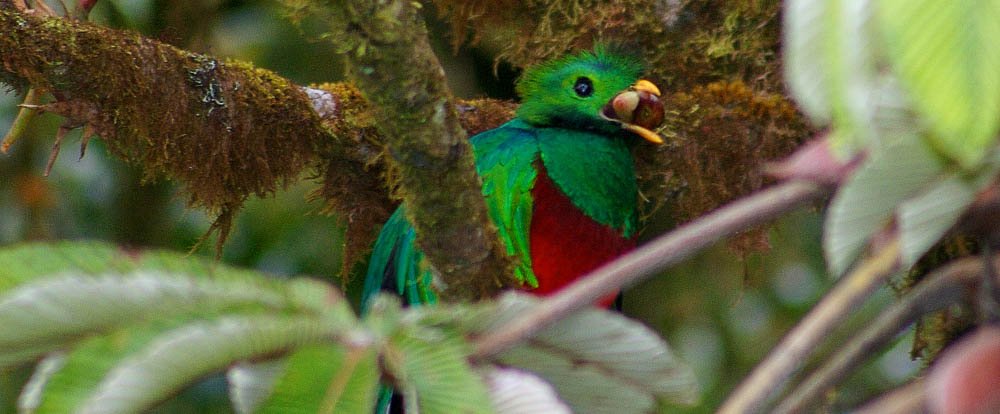 quetzal in monteverde 
 - Costa Rica