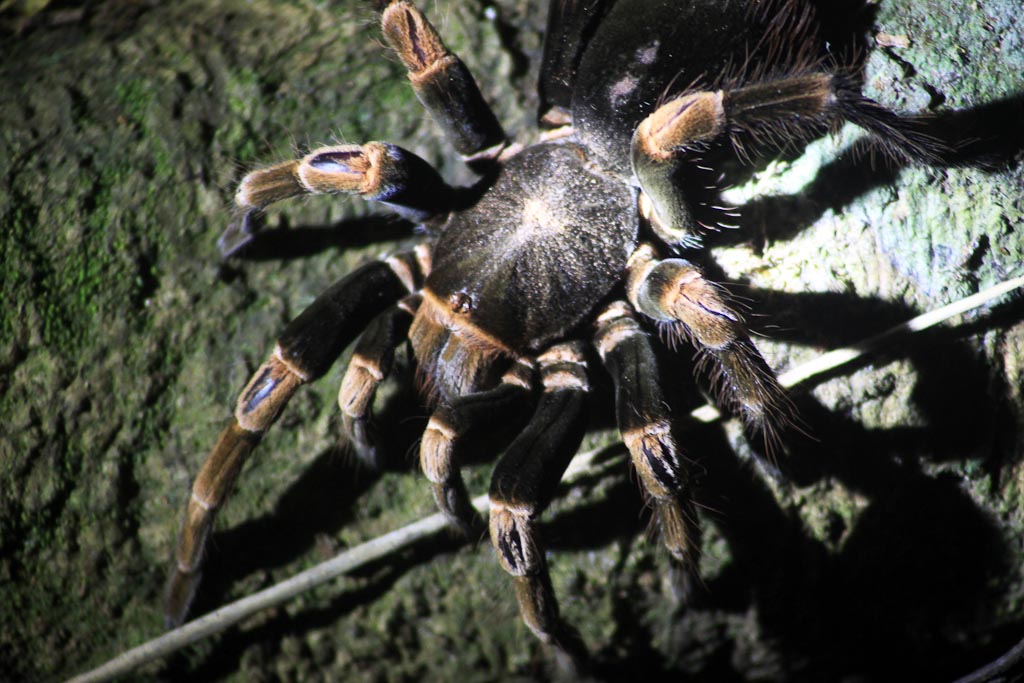        bajos del tigre orange knee tarantula 
  - Costa Rica